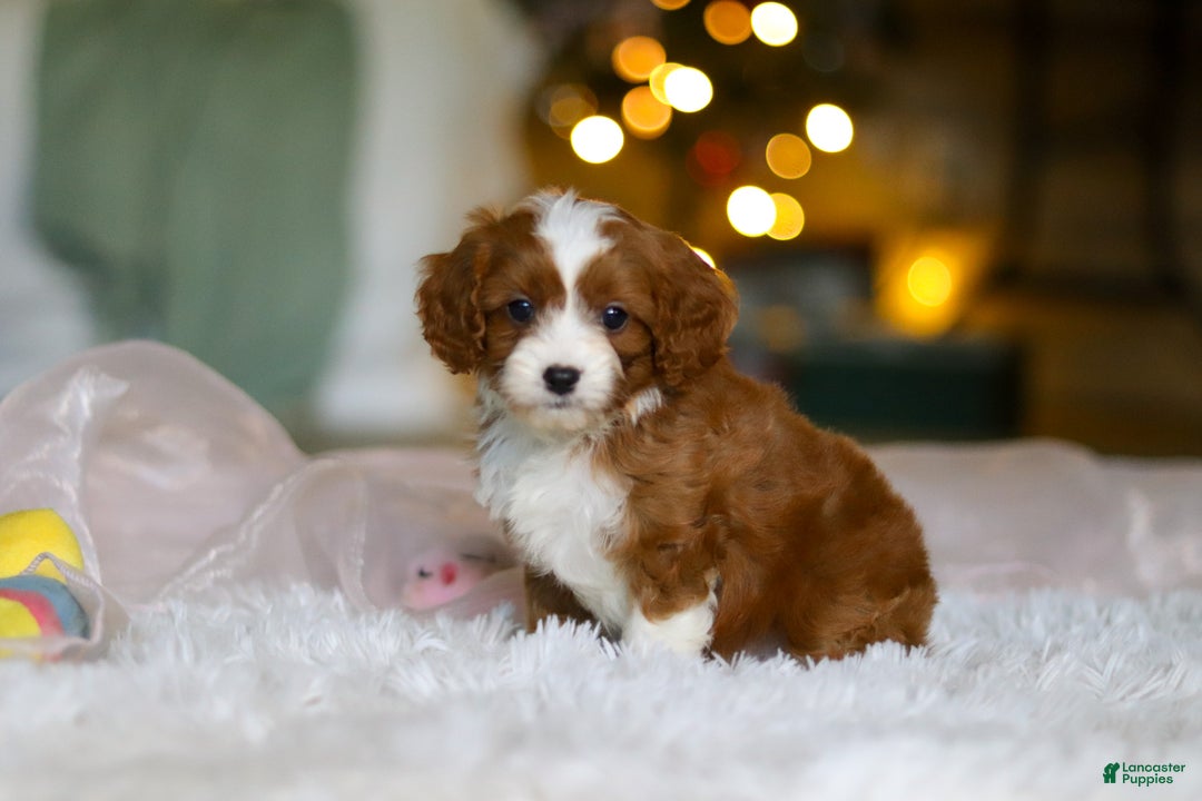 Cavapoo dogs for sale: Holly - Ad 3