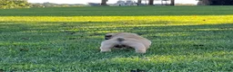 South African Boerboels dogs for sale: South African Boerboels 2 - Ad 3
