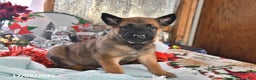 Belgian Malinois dogs for sale: Diesel - Ad 3