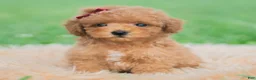 Toy Poodle dogs for sale: Milo AKC - Ad 4