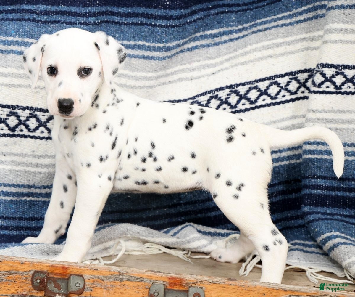 Dalmatian dogs Tasha - Ad 2