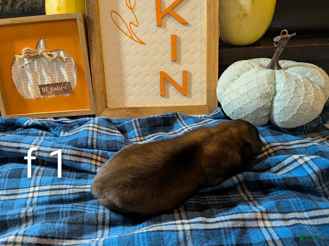 Belgian Malinois dogs for sale: Belgian Malinois Puppy 10 - Ad 3