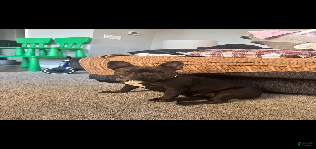 Gallery Image {{count}}