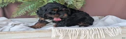 Cockapoo dogs for sale: Harmony  - Ad 6