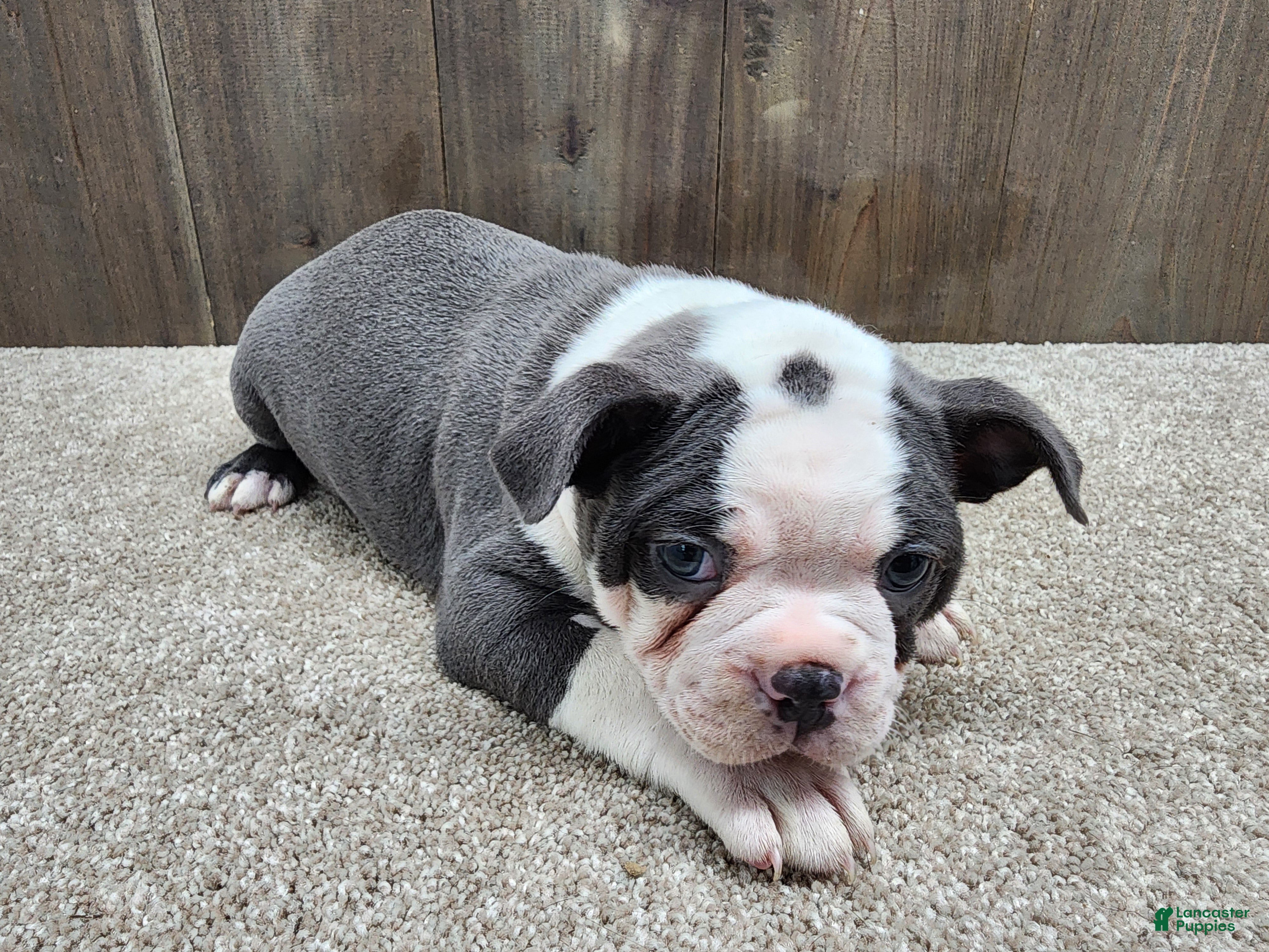 Boston Terrier dogs Boston Terrier Puppy 1 - Ad 1