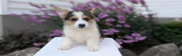 Welsh Corgi Pembroke dogs for sale: Liam  - Ad 4
