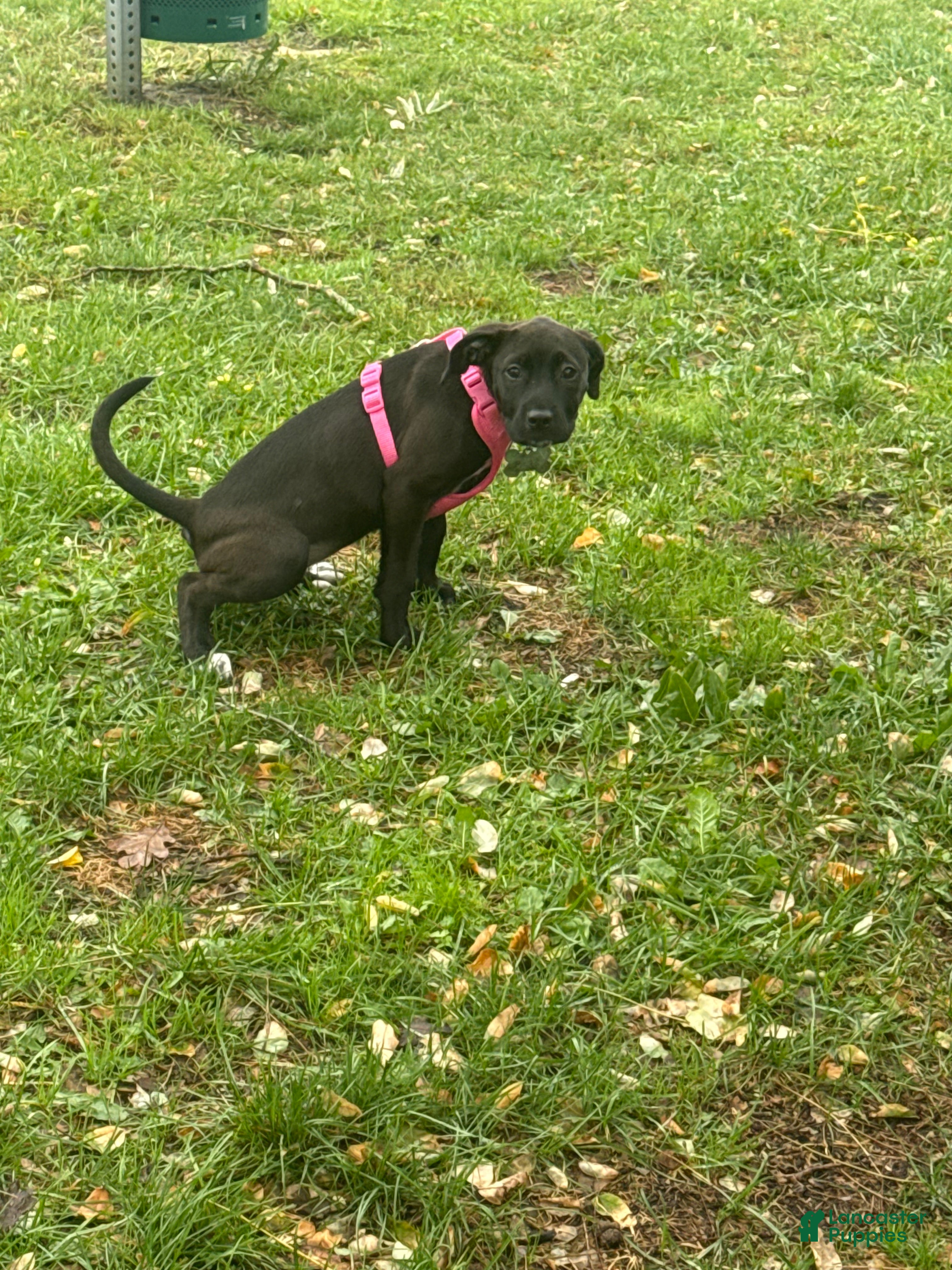 Mixed Breed dogs Mixed Breed Puppy 1 - Ad 35