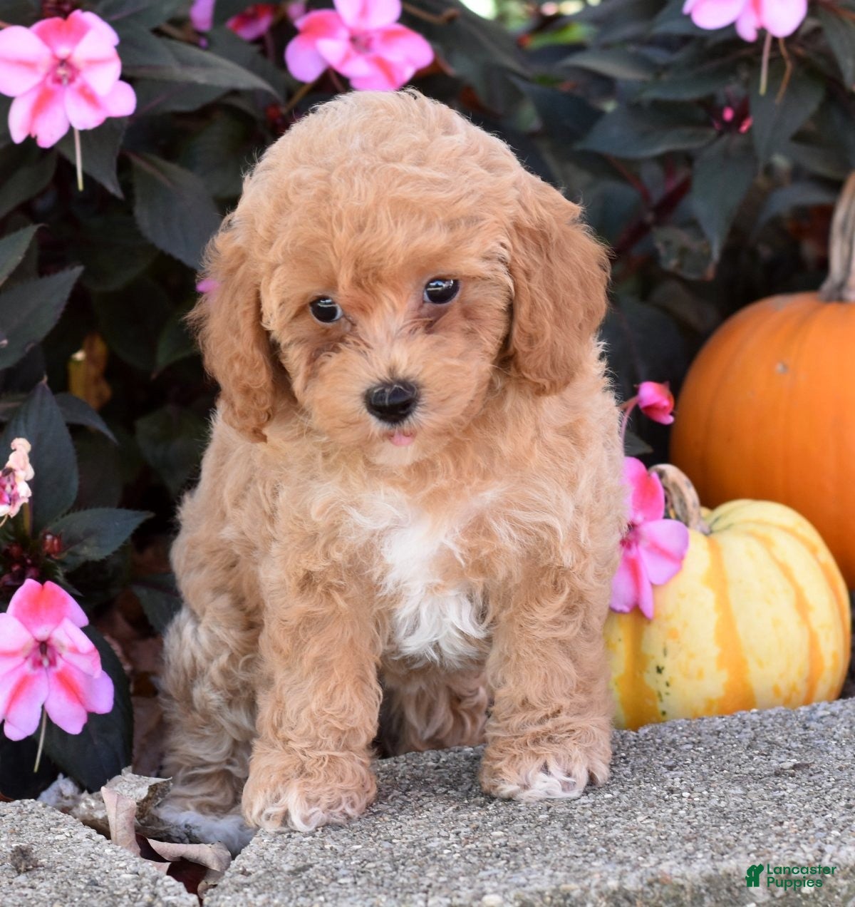 Bichpoo dogs for sale: Catelyn - Ad 2