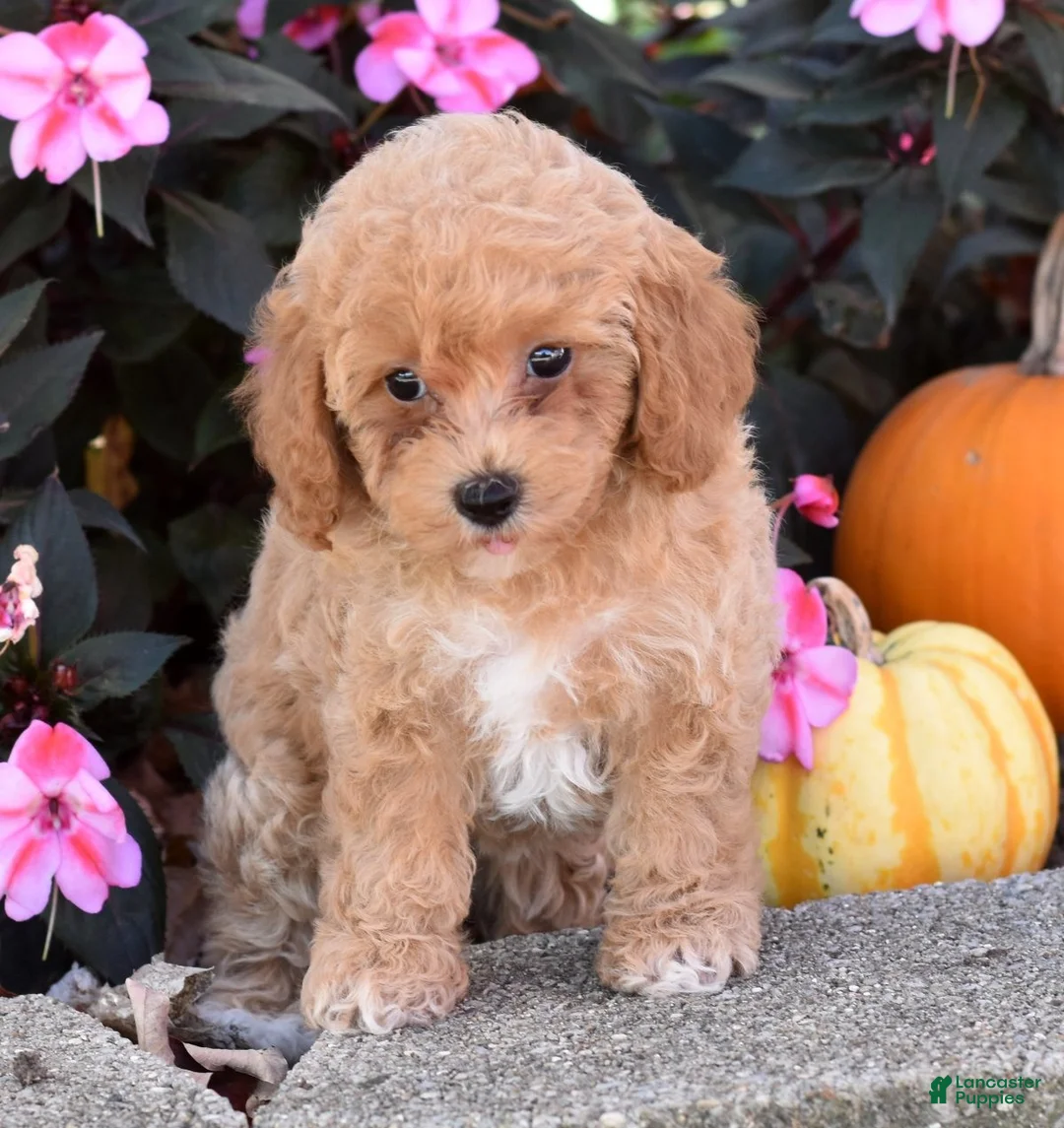 Bichpoo dogs for sale: Catelyn - Ad 2