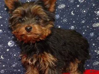 Yorkshire Terrier dogs Joey - Ad 33
