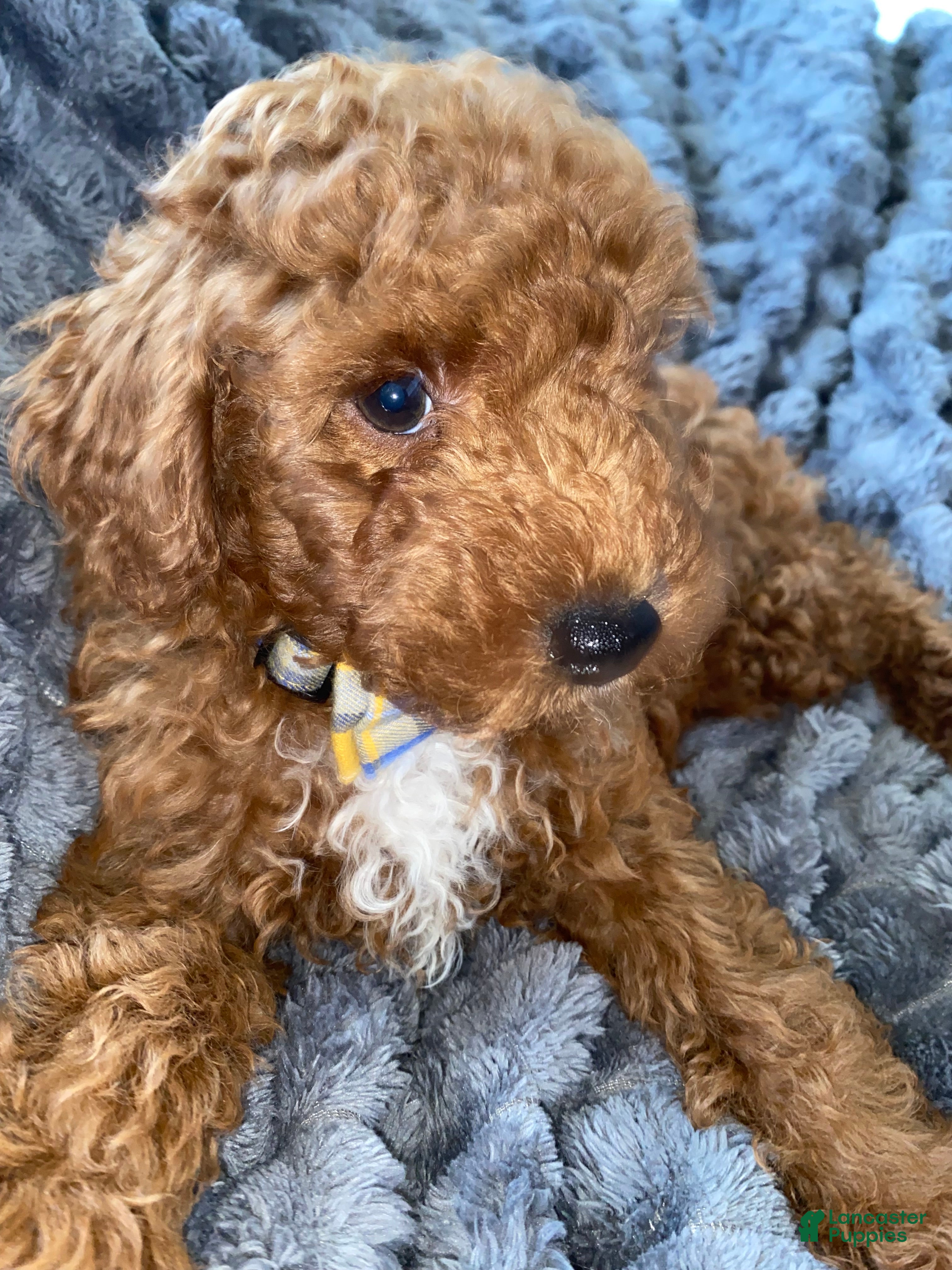 Toy Poodle dogs Loki - Ad 1