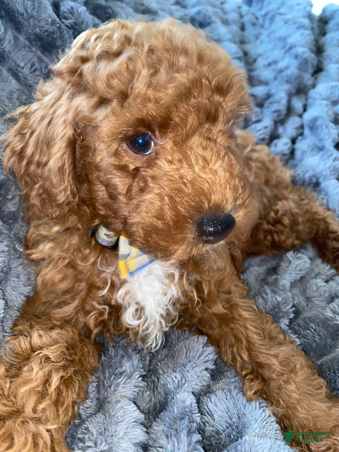 Toy Poodle dogs for sale: Loki - Ad 1