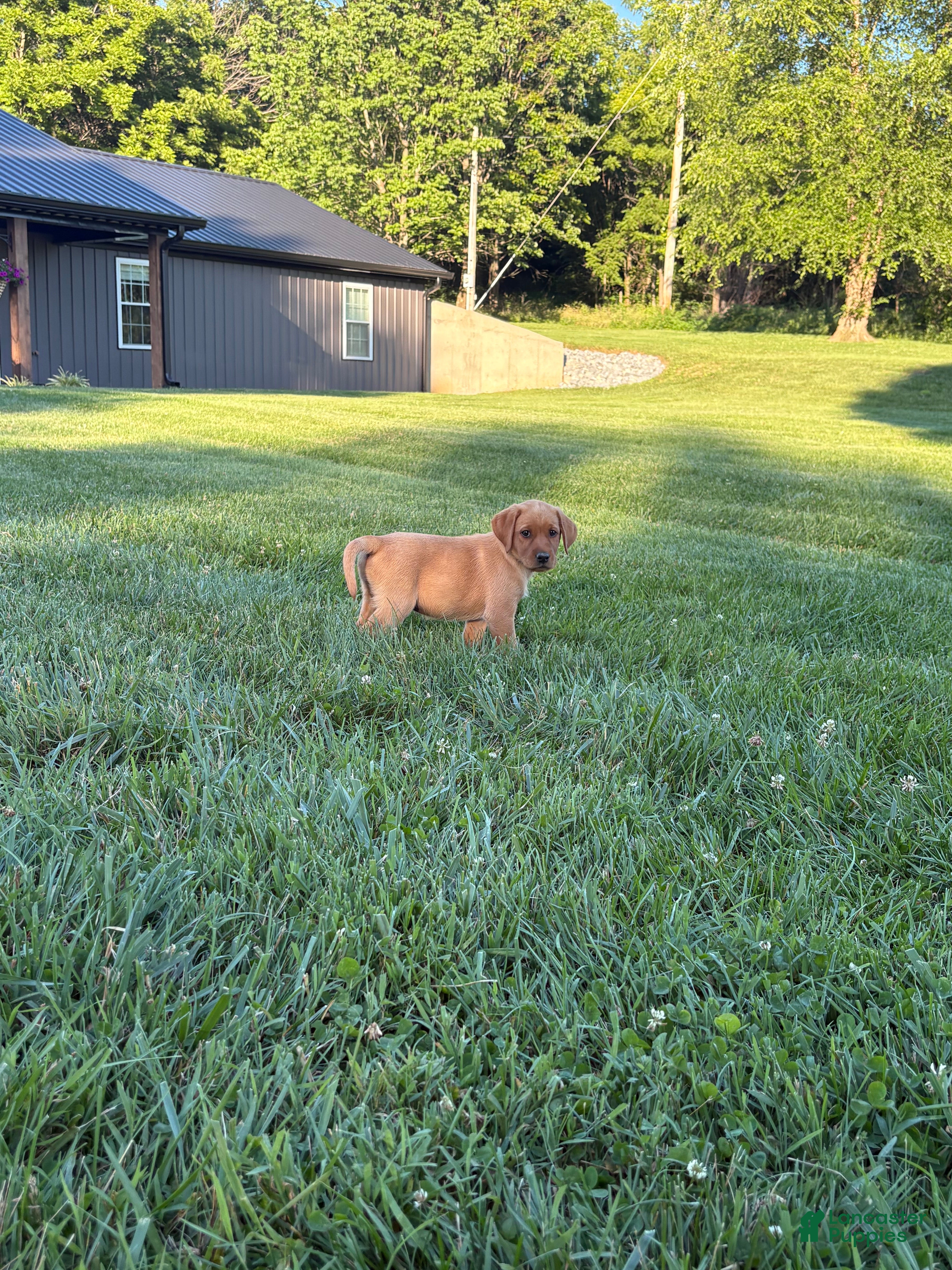 Labrador Retriever dogs Labrador Retriever 4 - Ad 31