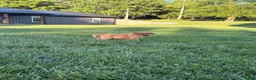 Labrador Retriever dogs for sale: Labrador Retriever 4 - Ad 1