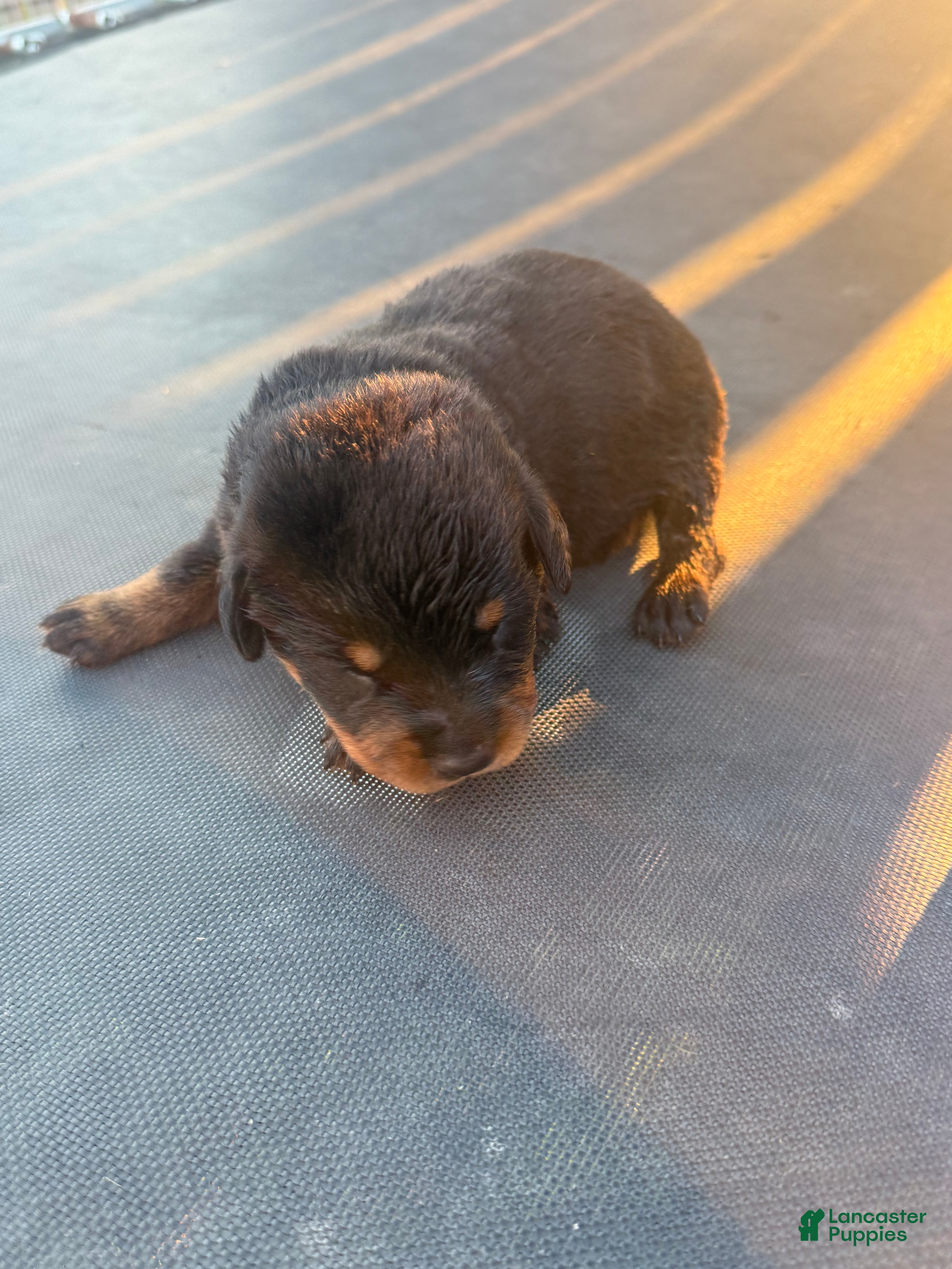 Rottweiler dogs Rottweiler 3 - Ad 37
