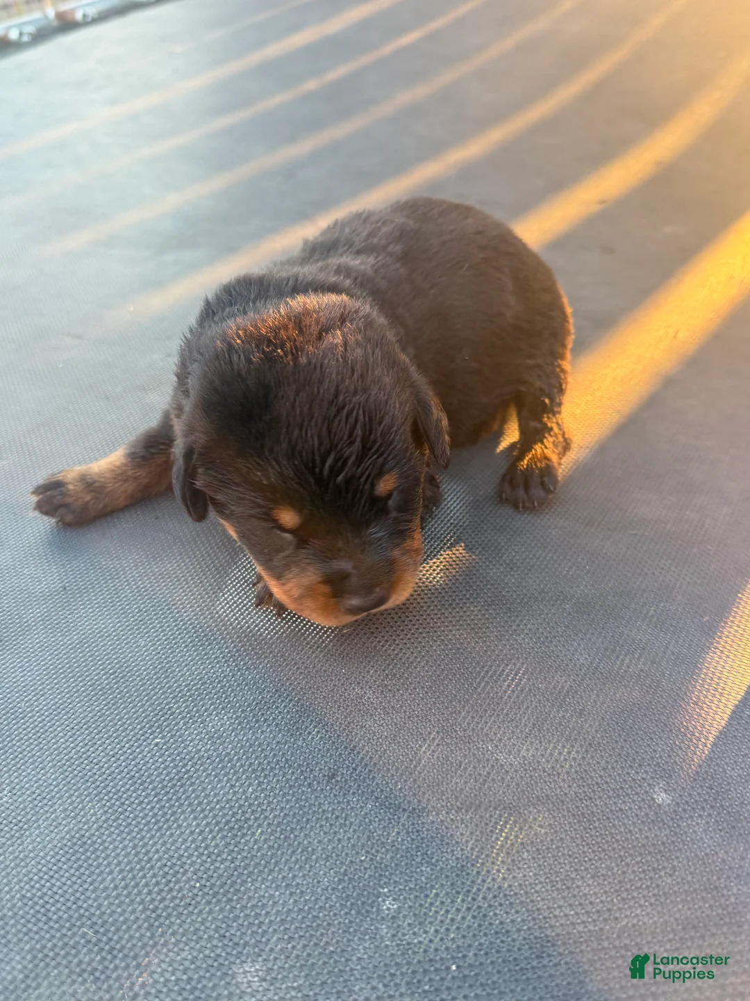 Rottweiler dogs for sale: Rottweiler 3 - Ad 1
