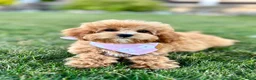 Cavapoo dogs for sale: Pippi Cavapoo Puppy  - Ad 3