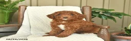 Mini Goldendoodle dogs for sale: Callie  - Ad 3