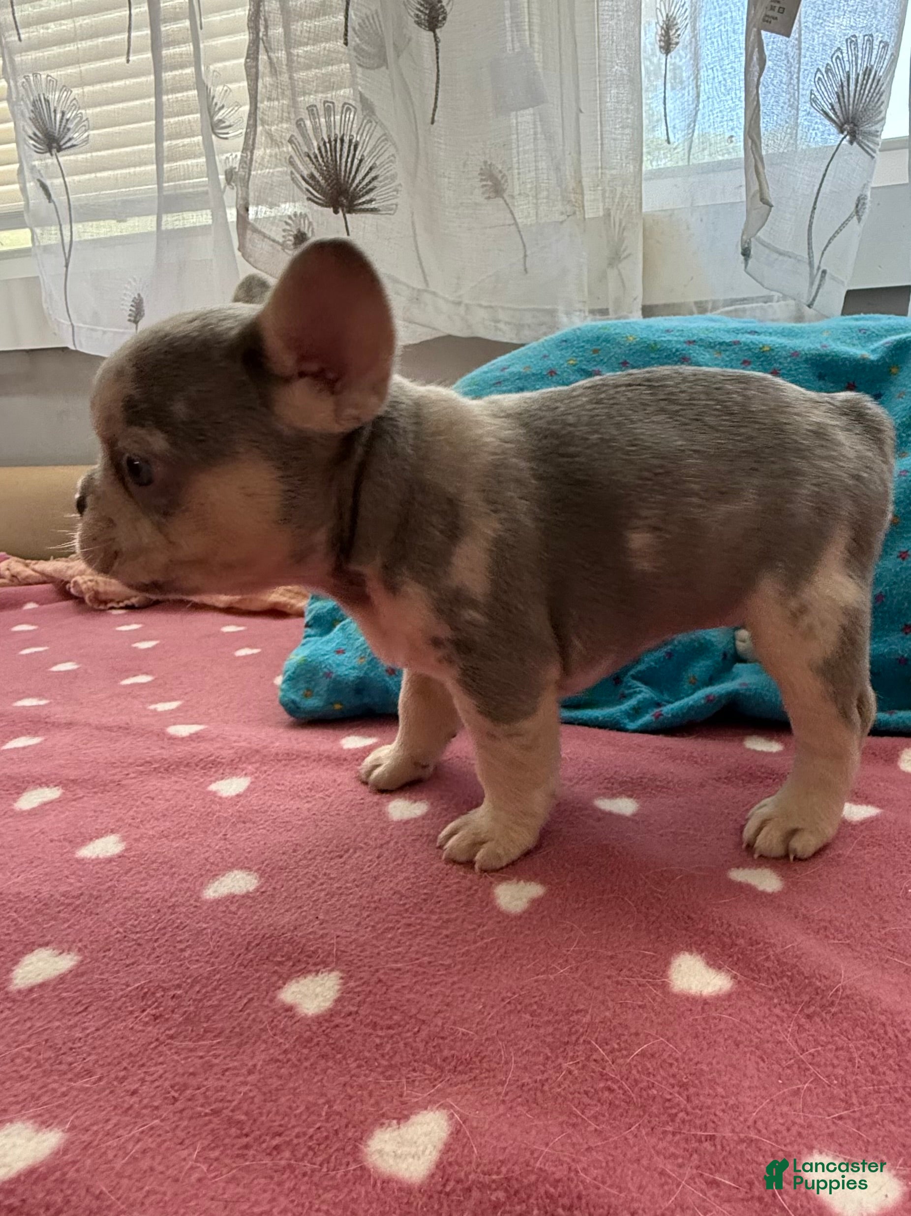 French Bulldog dogs French Bulldog 2 - Ad 35