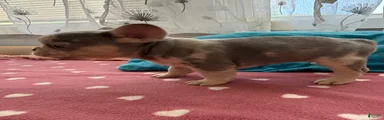 French Bulldog 2