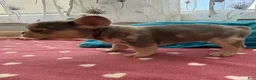 French Bulldog dogs for sale: French Bulldog 2 - Ad 1
