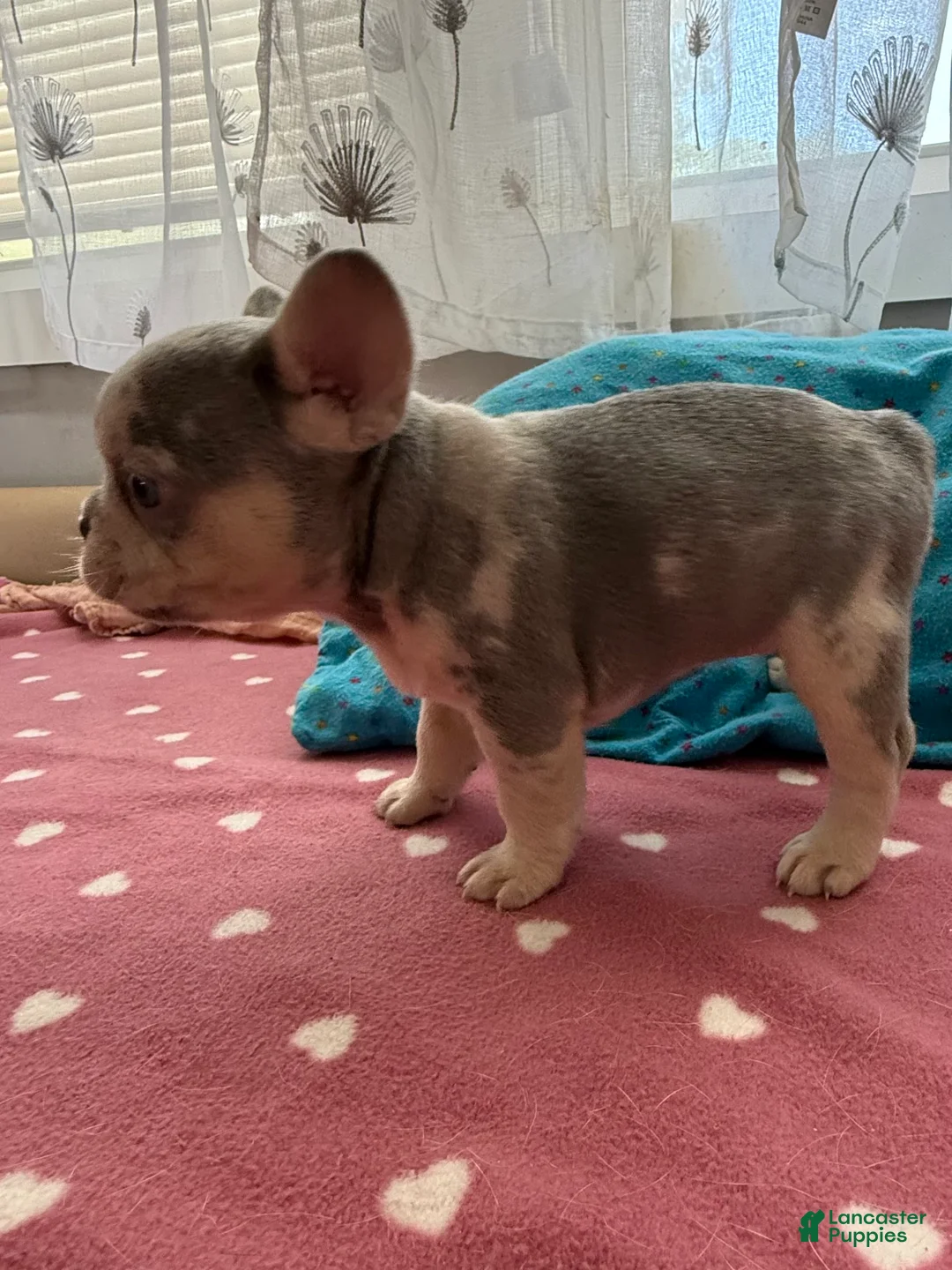 French Bulldog dogs for sale: French Bulldog 2 - Ad 1
