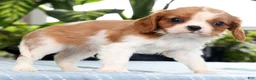Cavalier King Charles Spaniel dogs for sale: Kenny - Ad 7
