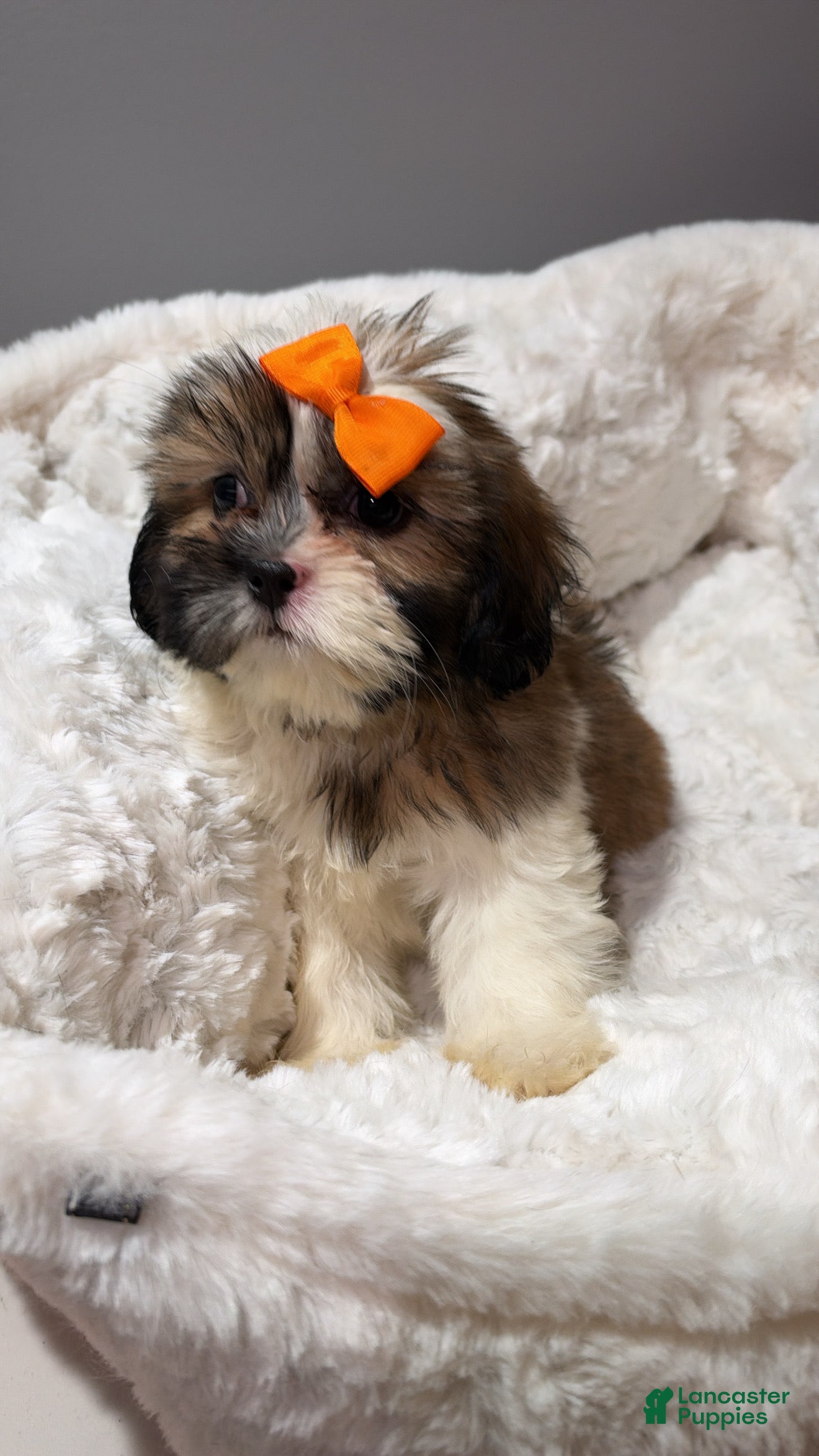 Shihpoo dogs Bambi  - Ad 37