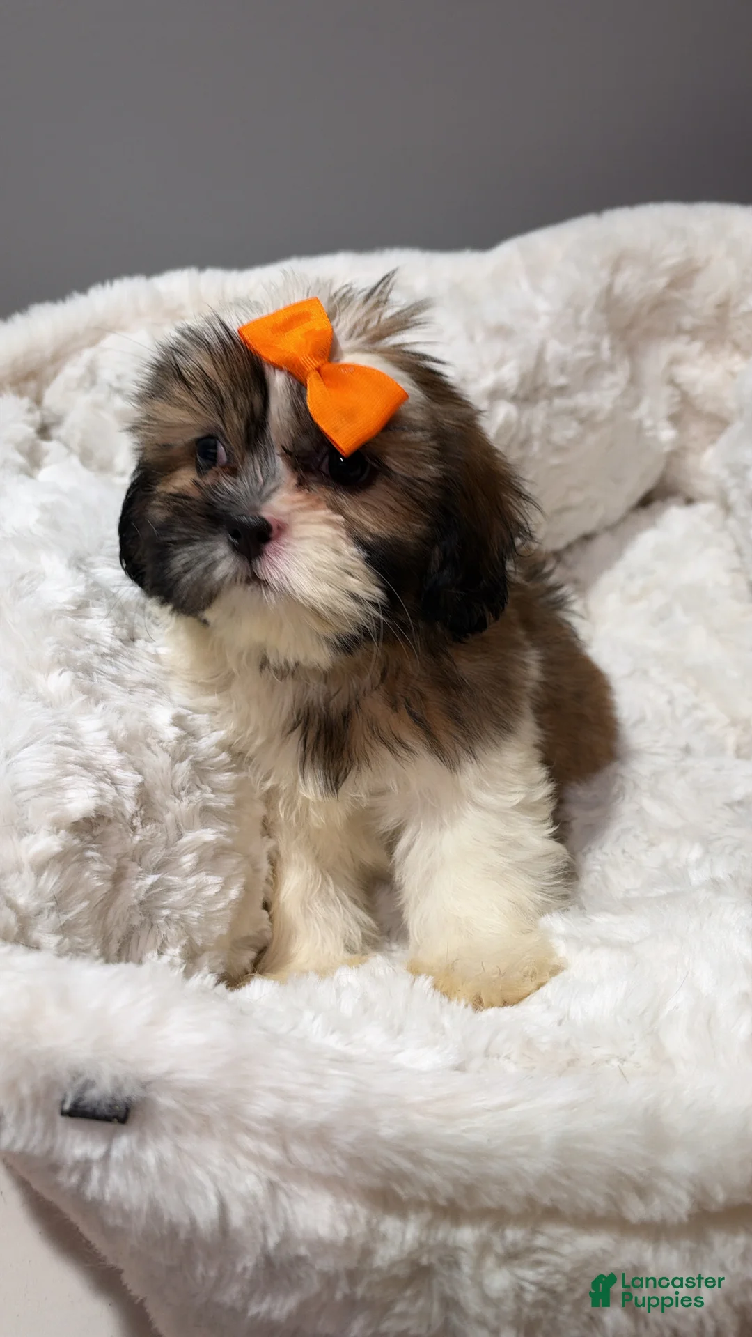 Shihpoo dogs for sale: Bambi  - Ad 1
