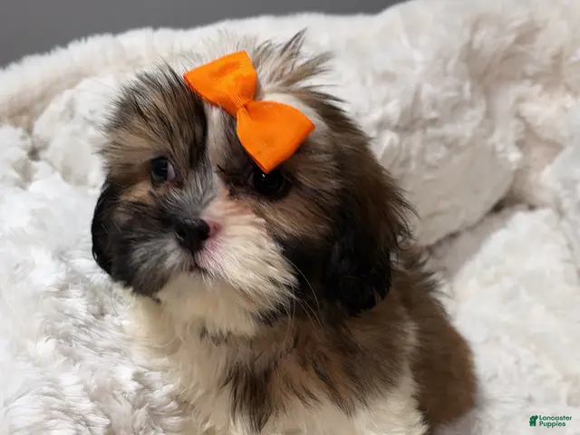 Shihpoo dogs Bambi - Ad 37