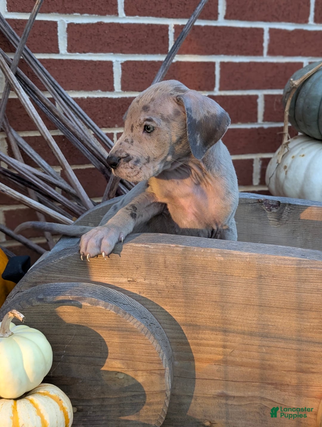 Great Dane dogs for sale: Great Dane Puppy 1 - Ad 12