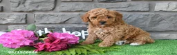 Miniature Poodle dogs for sale: Rambo - Ad 4