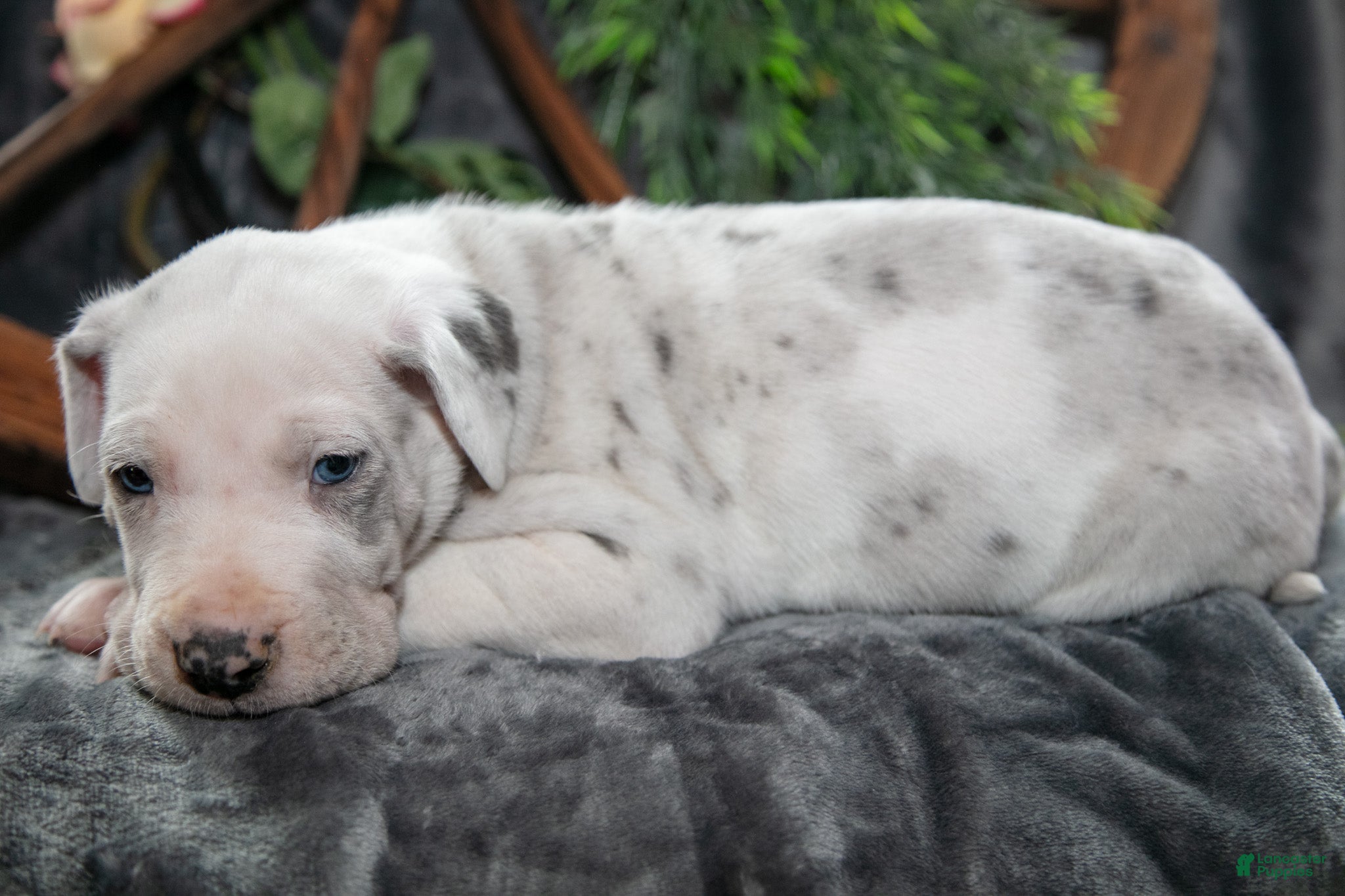 Great Dane dogs Captain - Ad 2