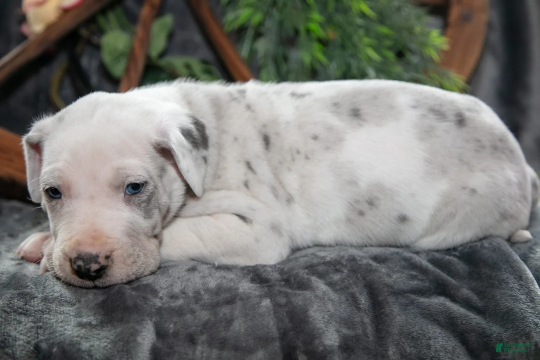 Great Dane dogs for sale: Captain - Ad 2