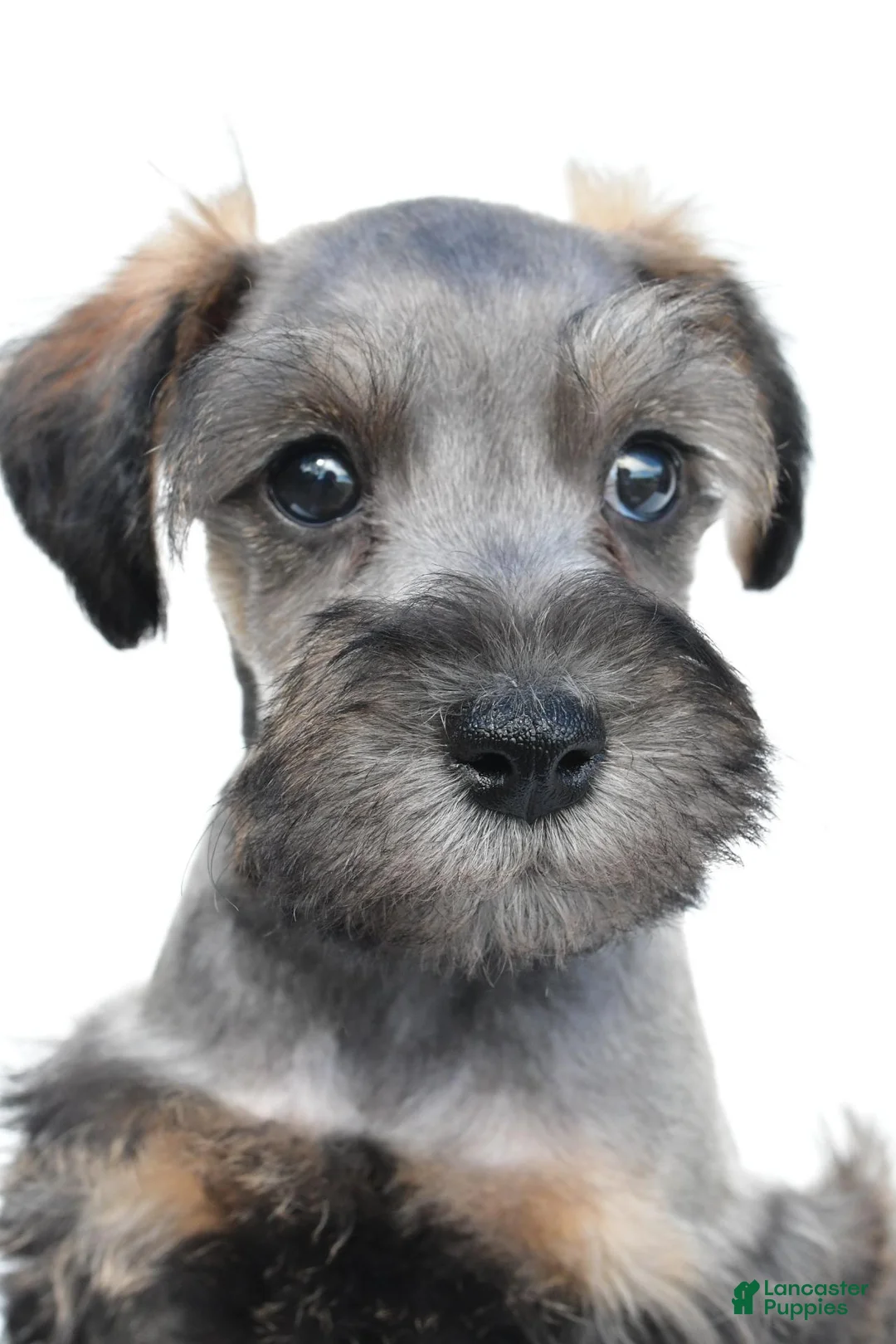 Schnoodle dogs for sale: Rusty - Ad 11