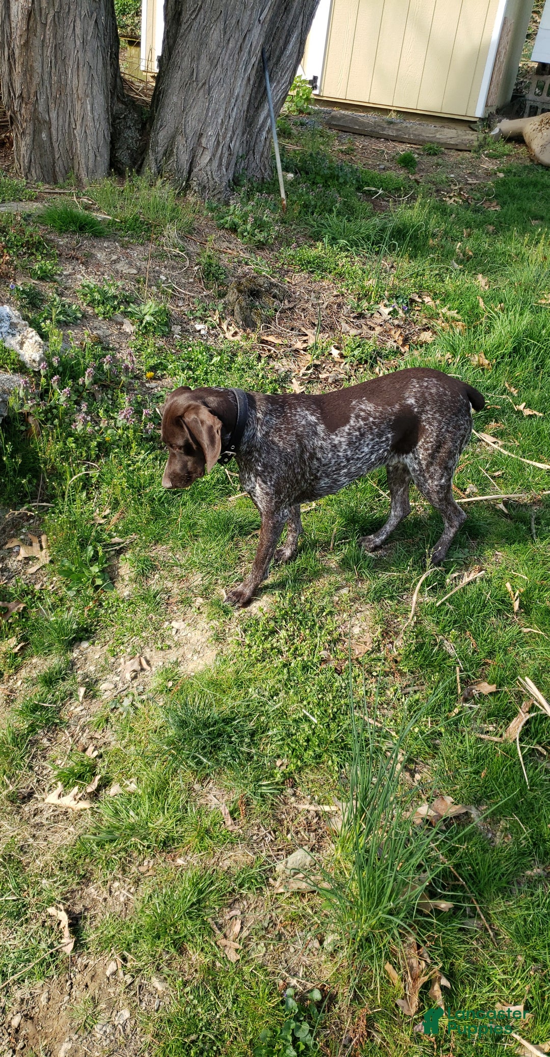 Mixed Breed dogs for sale: Bud - Ad 2