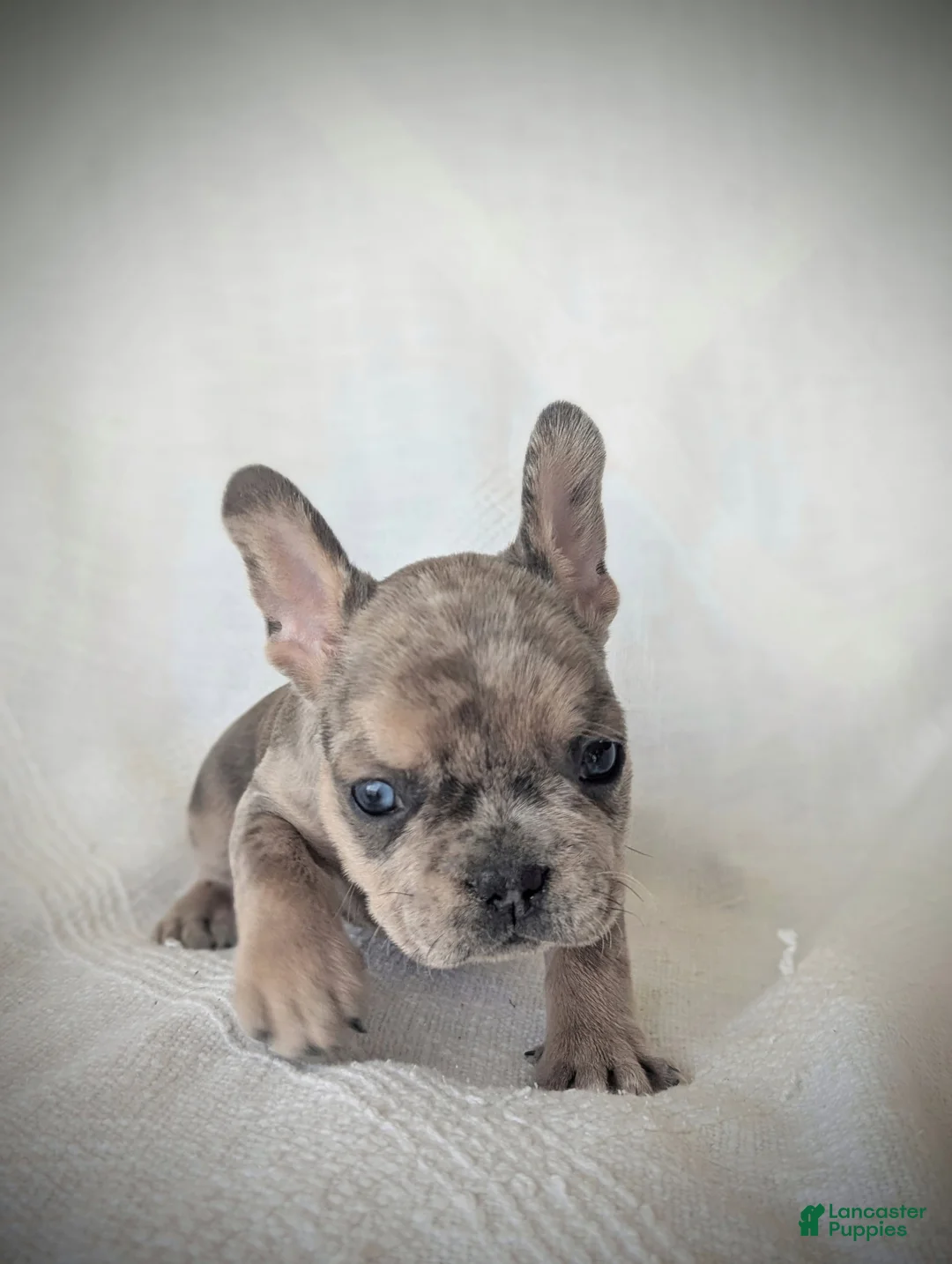 French Bulldog dogs for sale: Blitz  - Ad 2
