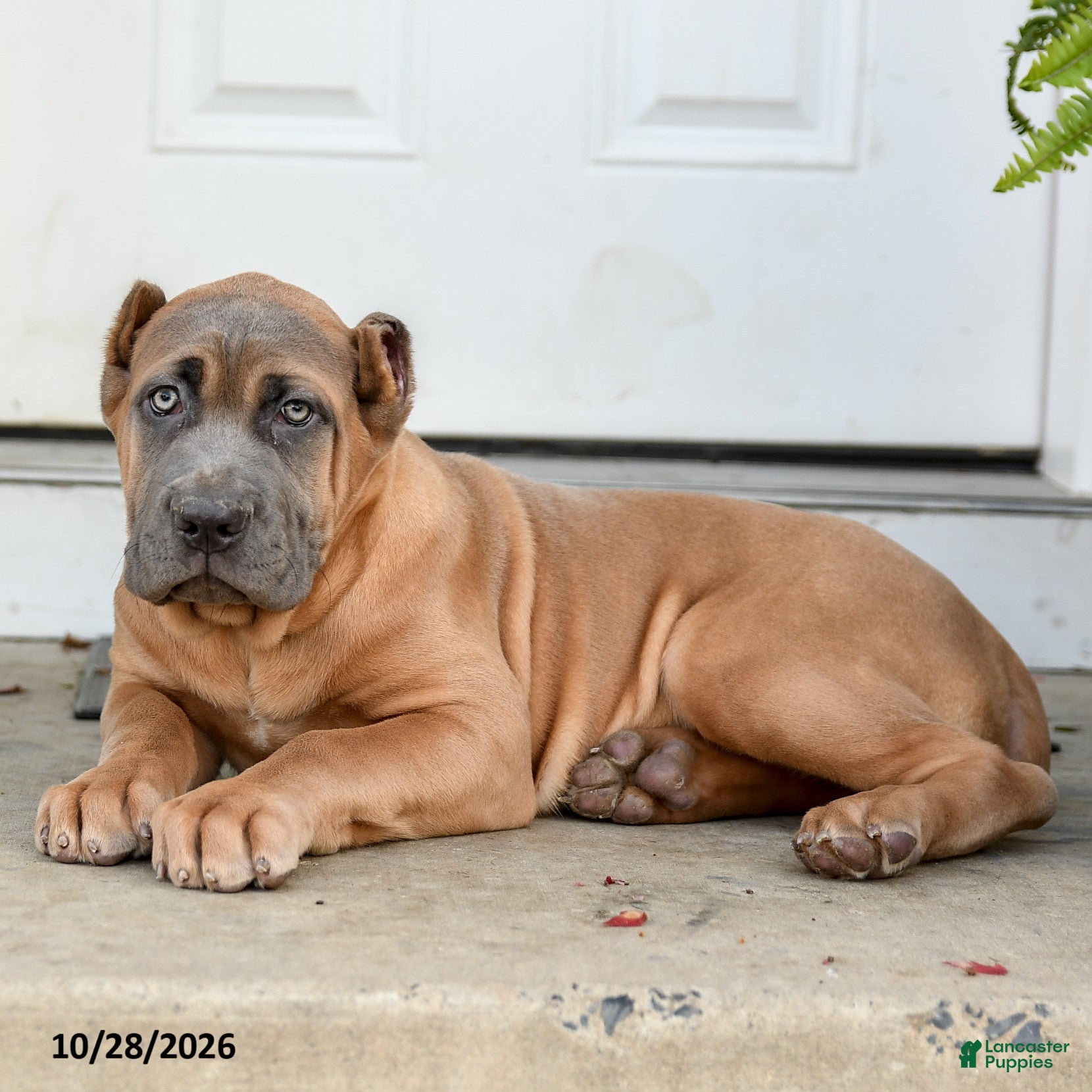 Cane Corso dogs for sale: Quincy - Ad 1