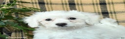 Bichon Frise dogs for sale: Duncan - Ad 5