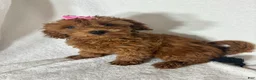 Mini Goldendoodle dogs for sale: Gracie - Ad 2