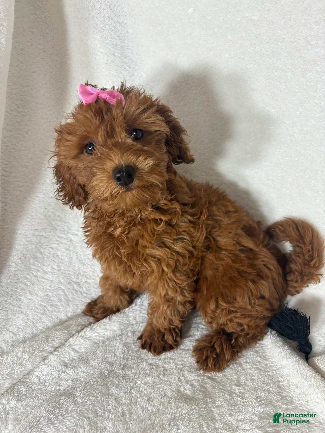 Mini Goldendoodle dogs for sale: Gracie - Ad 2