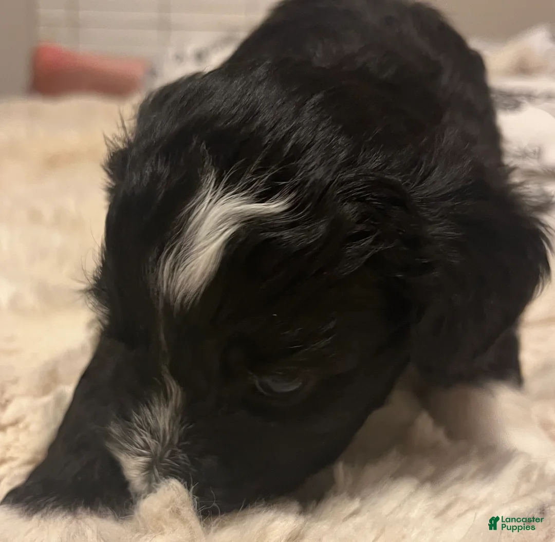 Aussiedoodle dogs for sale: Bo - Ad 4