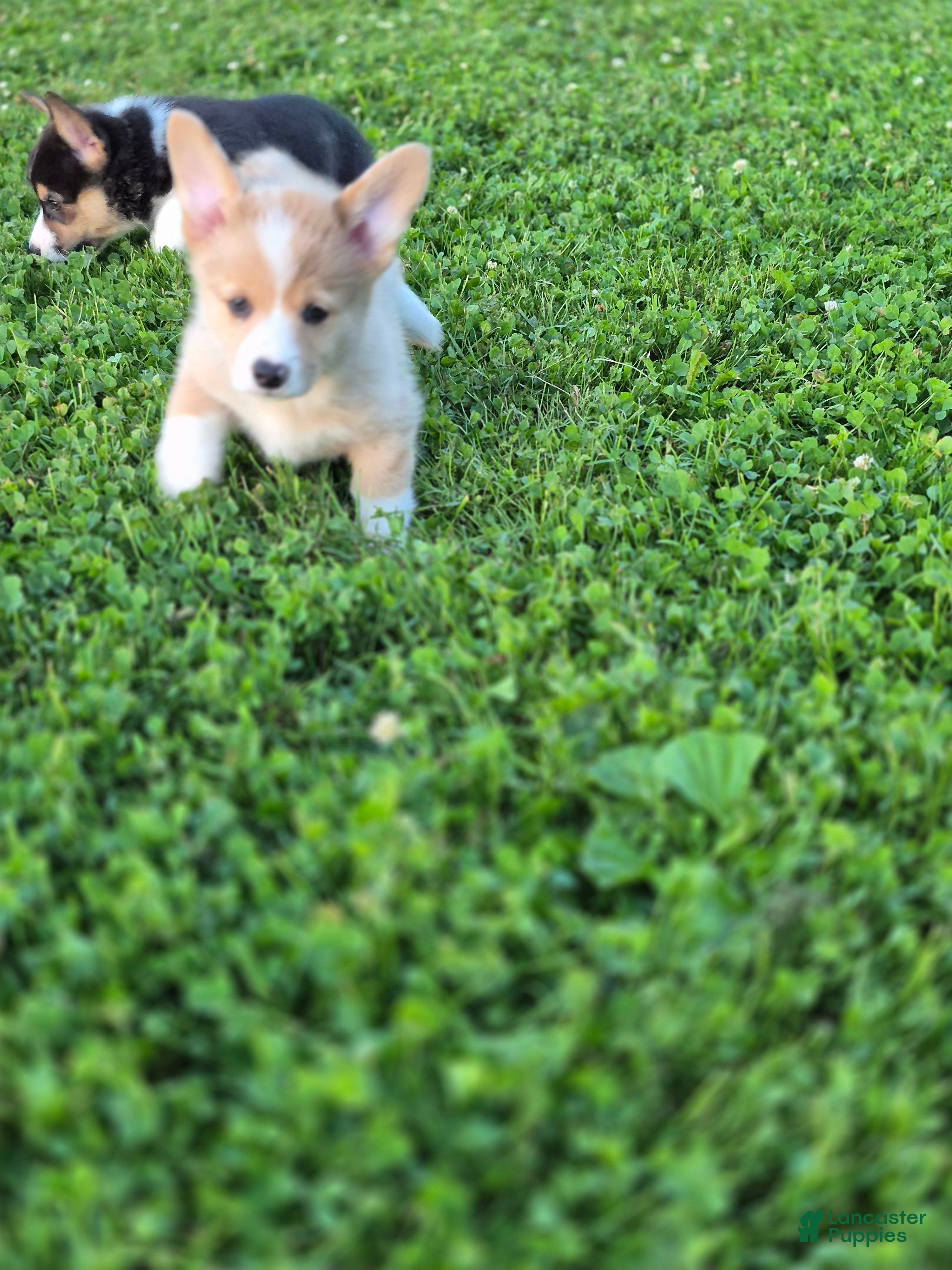 Welsh Corgi Pembroke dogs for sale: Tinkerbell - Ad 3