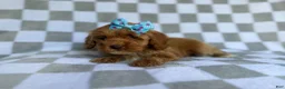 Cockapoo dogs for sale: Fancy - Ad 8