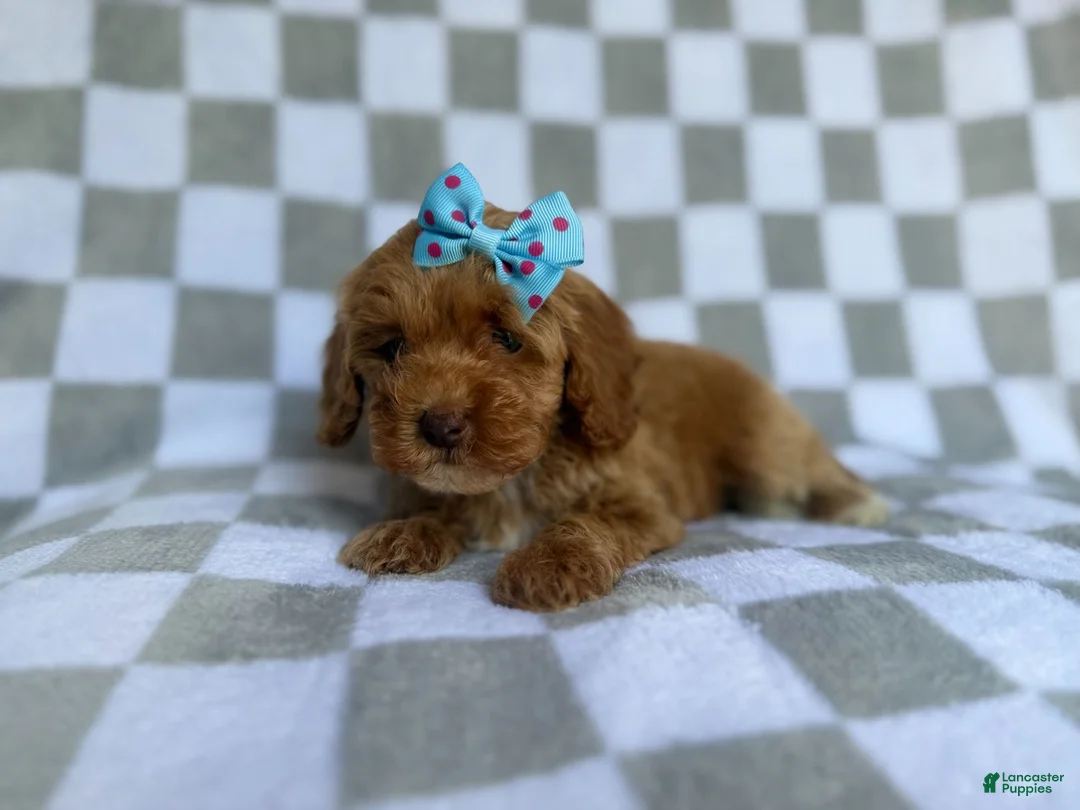 Cockapoo dogs for sale: Fancy - Ad 8