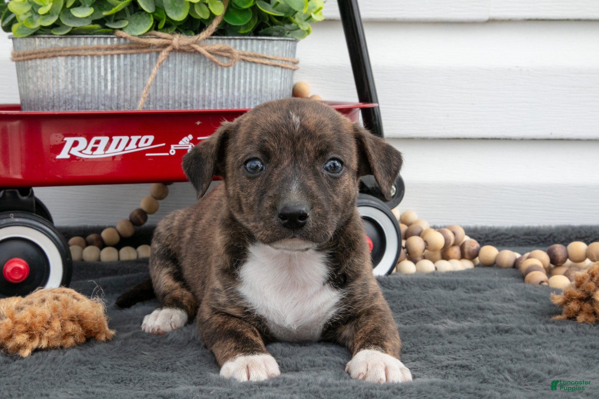 Jack Chi dogs Brandy  - Ad 2