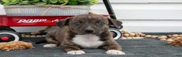Jack Chi dogs for sale: Brandy  - Ad 2