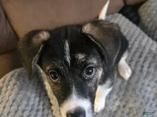 Mixed Breed dogs Prescilla - Ad 32