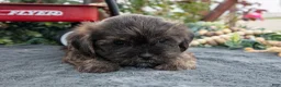 Morkie dogs for sale: Chase - Ad 3