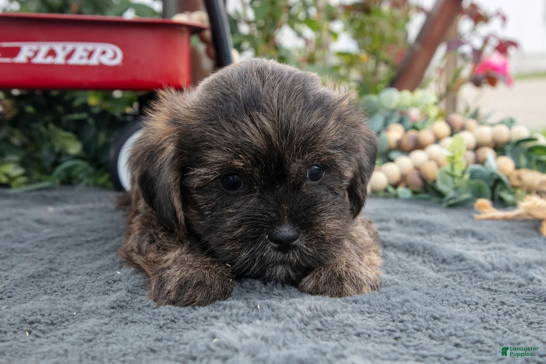 Morkie dogs for sale: Chase - Ad 3